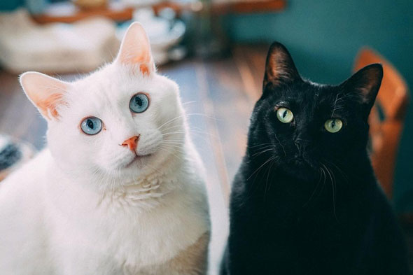 白猫と黒猫