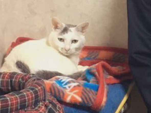 記念撮影のために起こされた猫