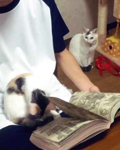 やきもちを妬く猫