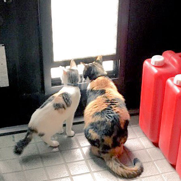 子猫の世話をする三毛猫