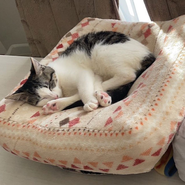 大きくなった子猫