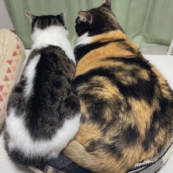 大きくなった子猫