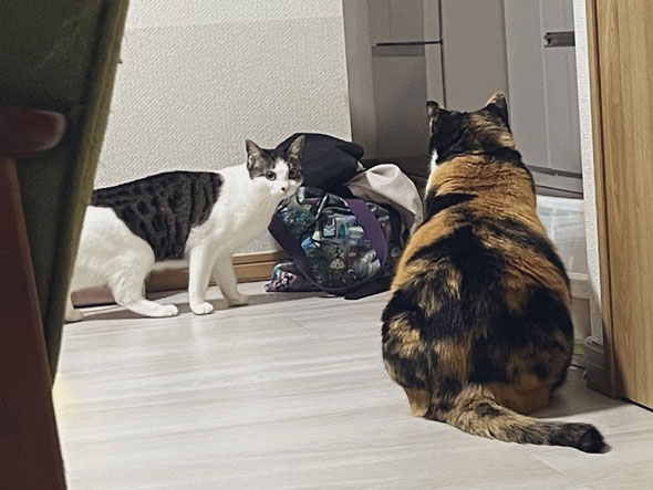 三毛猫に何かを説得されてる子猫