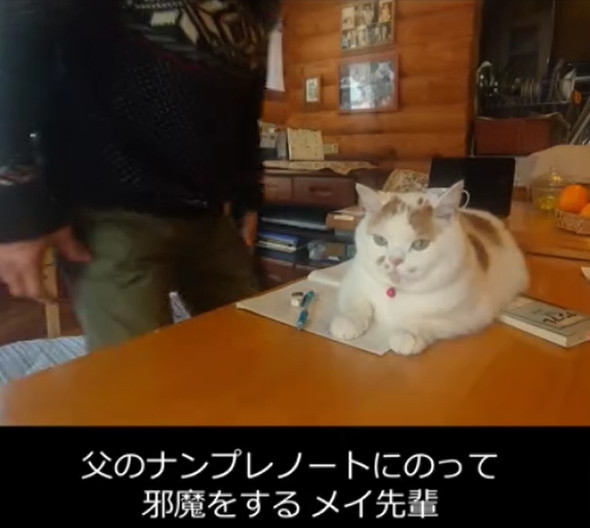 スコティッシュ