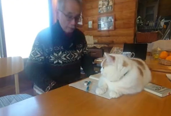 お父さんの邪魔をする猫