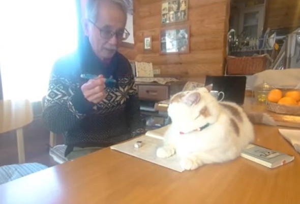 お父さんの邪魔をする猫