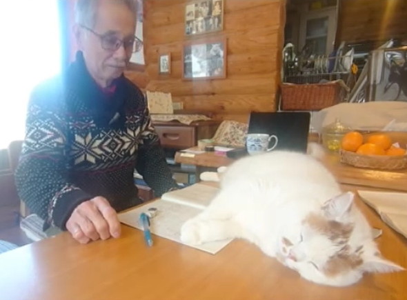 お父さんの邪魔をする猫