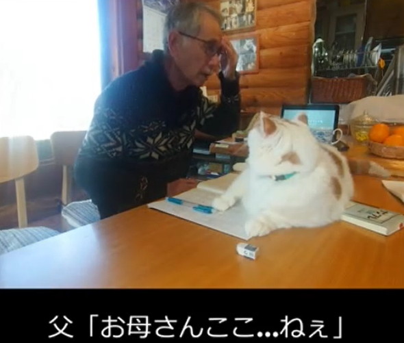 お父さんの邪魔をする猫
