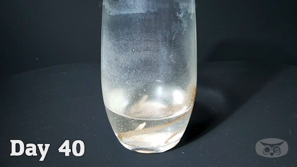 タイムラプス 実験 観察