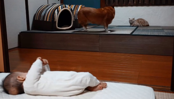 ワンコを見つめる赤ちゃん