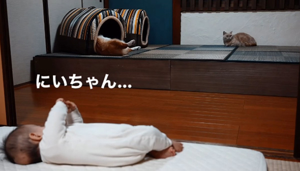 ワンコを見つめる赤ちゃん にいちゃん……