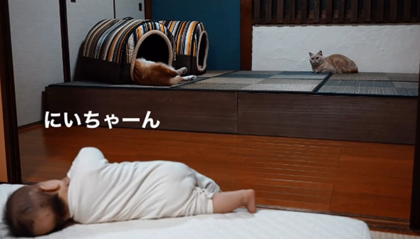 ワンコを見つめる赤ちゃん にいちゃーん
