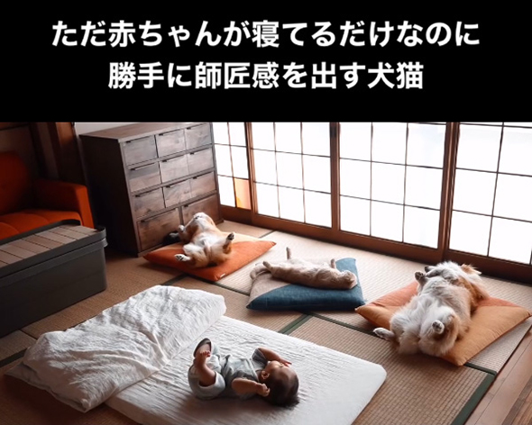 お昼寝するワンコニャンコ赤ちゃん