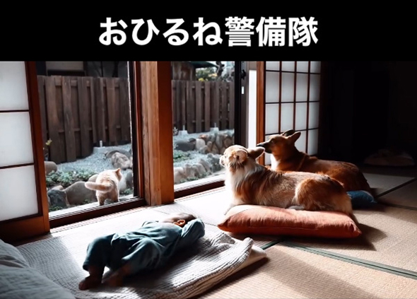 お昼寝警備隊 飛び出していった猫ちゃん