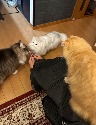 飼い主さんのもとに集まる長毛種猫ちゃん3匹