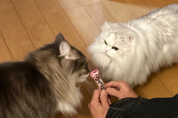 長毛種猫ちゃん2匹