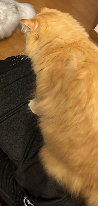 背中似乗る長毛種猫ちゃん