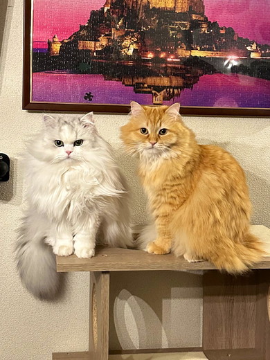 2匹の長毛種の猫ちゃん