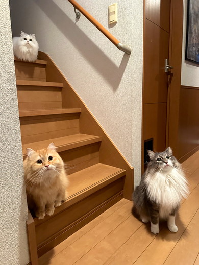 長毛種の猫ちゃん3匹