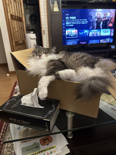 長毛種の猫ちゃん