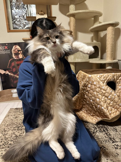 長毛種の猫ちゃん