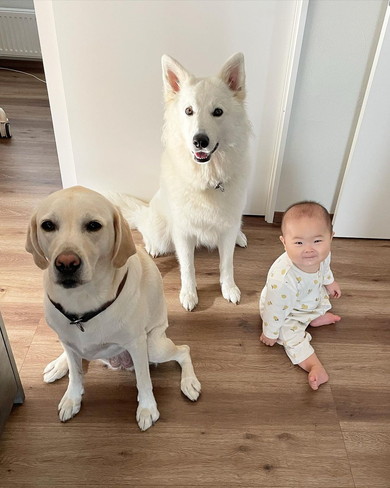 赤ちゃんとワンコ2匹