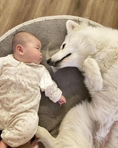 赤ちゃんと見つめ合うワンコ