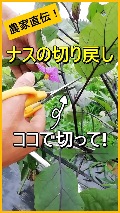 ナスの切り戻し方法