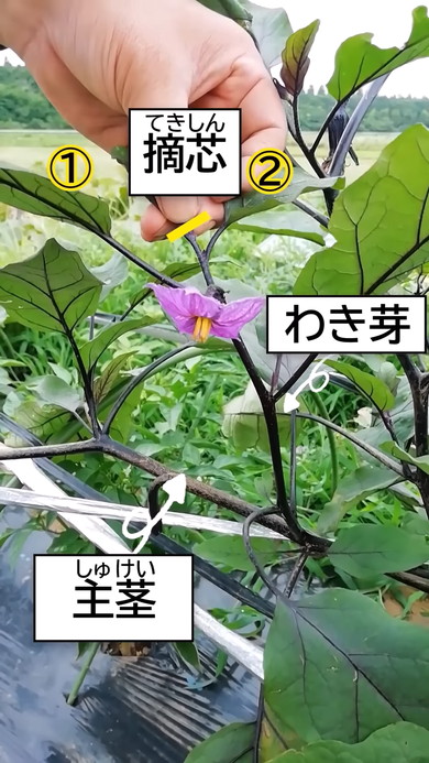 ナスの切り戻し方法