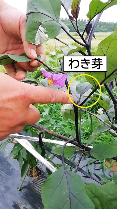 ナスの切り戻し方法