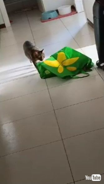 バッグに近寄る猫