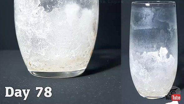 タイムラプス 実験 観察