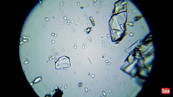 タイムラプス 実験 観察