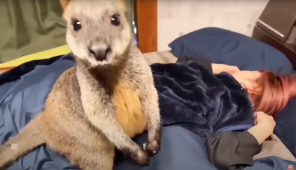 動物に起こされるお姉さん