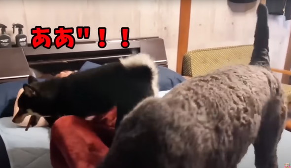 動物に起こされるお姉さん
