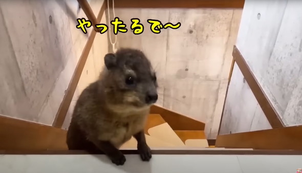動物に起こされるお姉さん