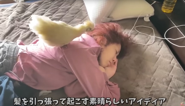 動物に起こされるお姉さん