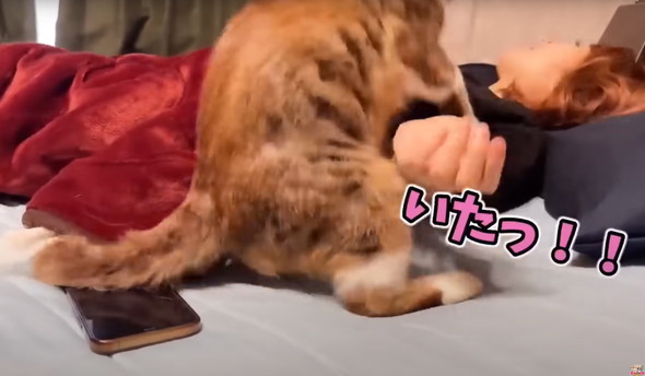 動物に起こされるお姉さん