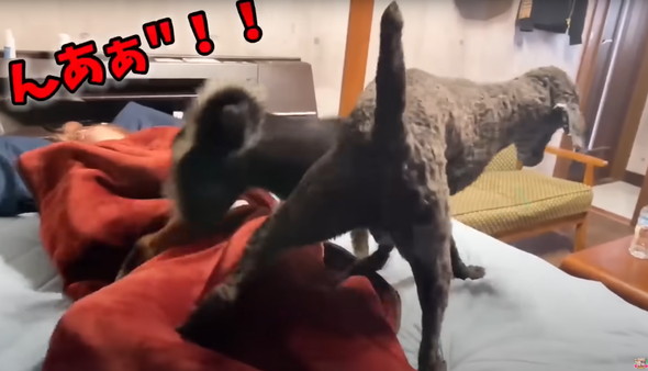 動物に起こされるお姉さん