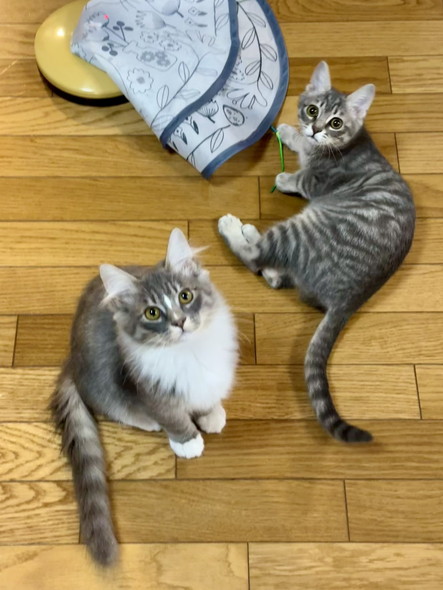 おもちゃと子猫2匹