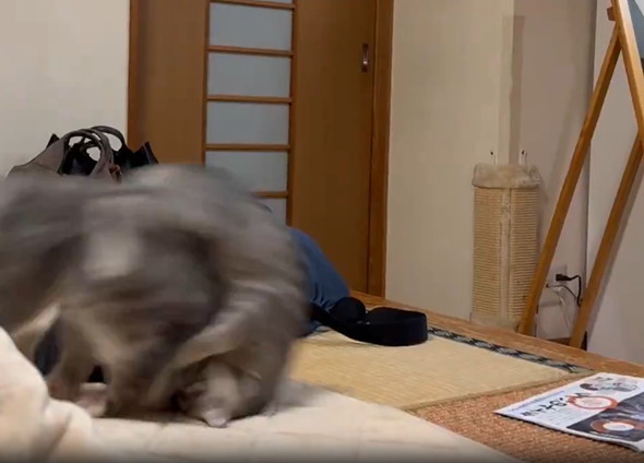 ローリング子猫