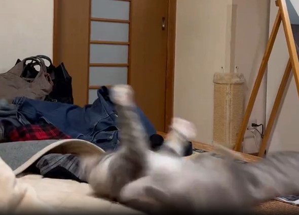 ローリング子猫