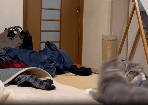 ローリング子猫