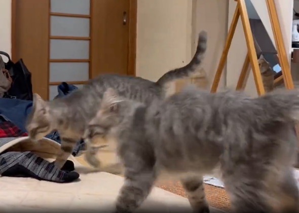 ローリング子猫