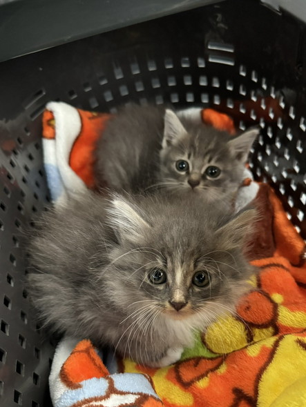 かごに入ってる子猫