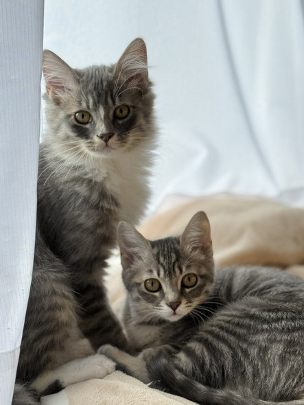 カーテン付近に猫