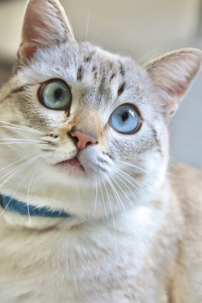 おめめまん丸猫