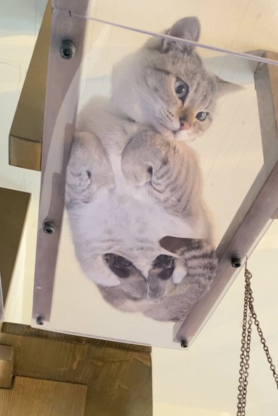 キャットウォークでくつろぐ猫