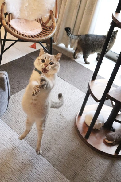 ジャンプする猫