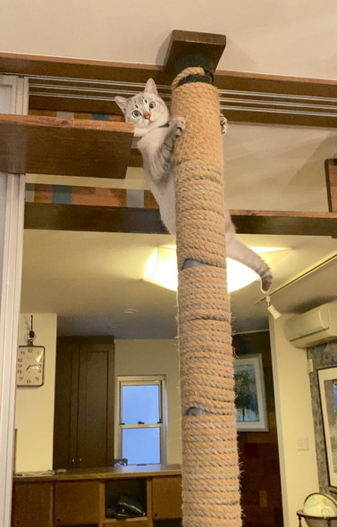爪とぎにのぼる猫